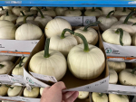 Cucurbita weiß