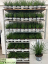 Carex brunnea