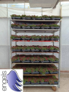 Sedum spurium "Deep Rose"