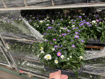 Aster n-b. Trio