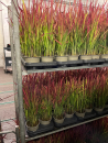 Imperata cylindrica "Red Baron"