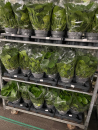 Pilea peperomoides