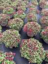 Sedum spurium Kübel