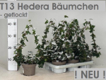 Hedera Pyramide beschneit
