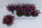 Dianthus "Neon Flush"