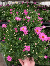 Argyranthemum frut. rosa