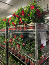 Mandevilla Pyramide rot