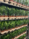 Dieffenbachia