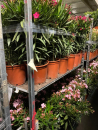 Nerium Oleander