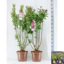 Syringa villosa