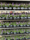 Nepeta fassenii