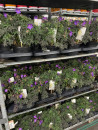 Geranium "Rozanne"