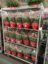 Fuchsia Ampel weißrot