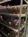 Gaura lind. rosa