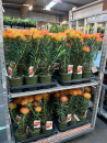 Leucospermum orange