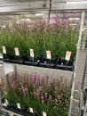 Lychnis rosa
