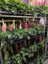 Lupinus