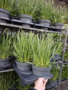 Allium "Lavender Bubbles"