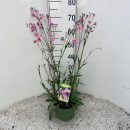 Lychnis "Petite Jenny" Kübel