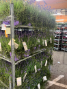 Lavandula Kübel mit Mühlenbeckie