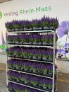 Salvia nem. blau