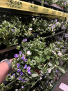 Convolvulus