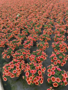 Calibrachoa orange