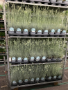 Festuca "Eisvogel"