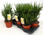 Euphorbia tirucalli