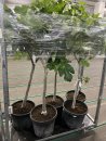 Ficus carica