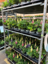 Lupinus Mix