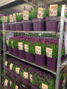 Lavandula stoechas Kübel