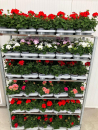Pelargonium zonale
