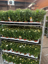 Leucanthemum maximum