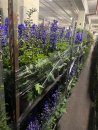 Delphinium Kübel