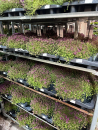 Thymus praecox