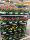 Xerochrysum