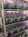 Nepeta fassenii