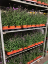 Verbena bonariensis