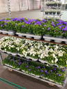 Campanula carp. blau