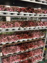 Hypoestes