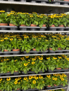 Rudbeckia hirta