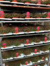 Sedum "Spot on deep Rose"