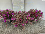 Delosperma"Jewel of Dessert"