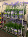 Agapanthus Kübel blau