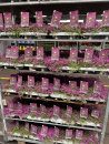 Thymus praecox