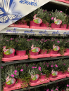 Dianthus-Trio