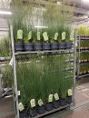 Molinia caerulea