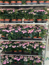 Hydrangea macr. "Stern" rosa