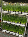 Allium millenium